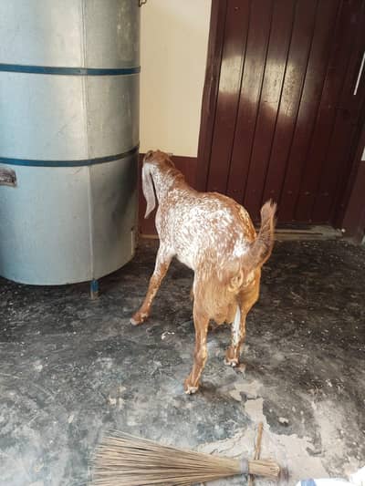 desi Bakra for Sale Mashallah