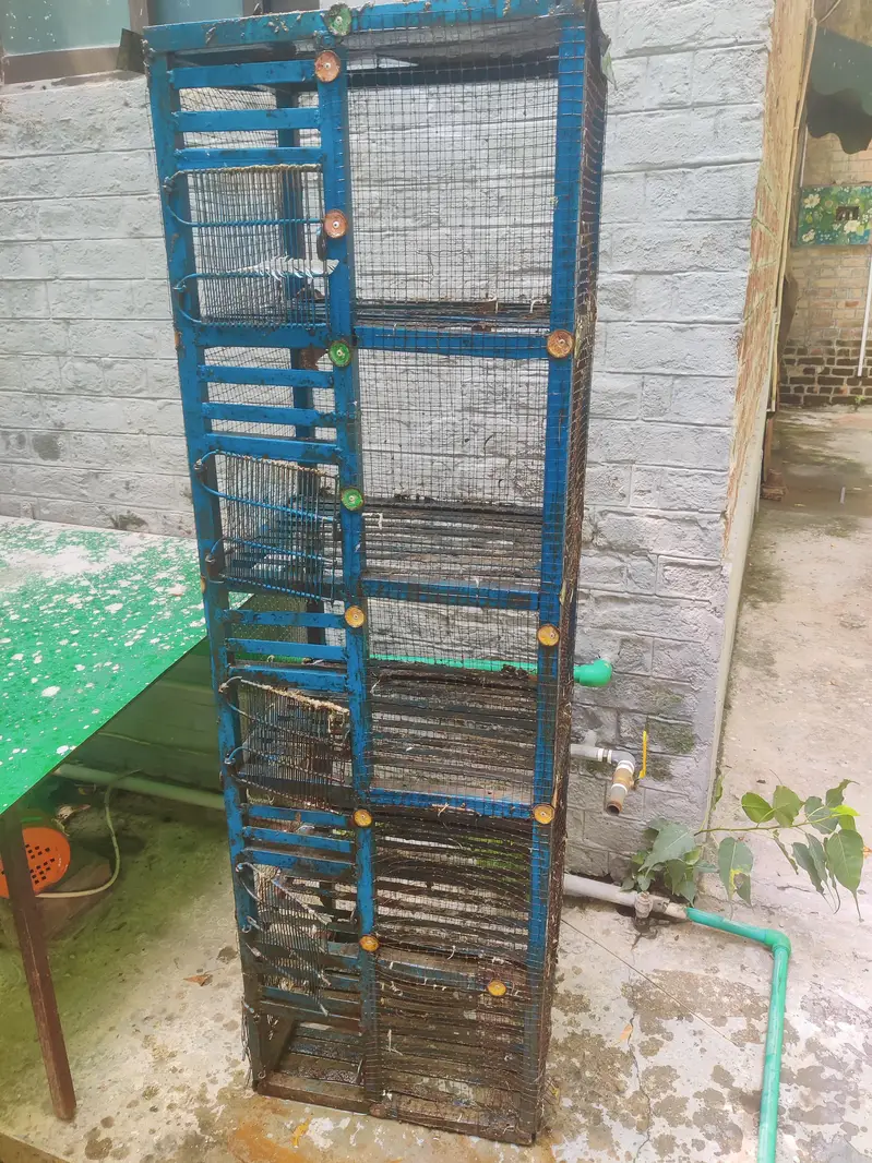 for sale 50 kg kabotro k liay pinjra — photo 4