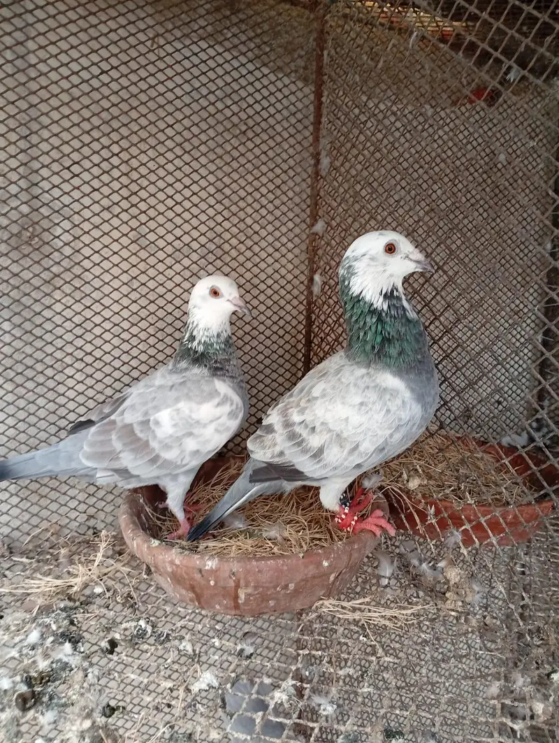 ye piar hin sel keliye — photo 2