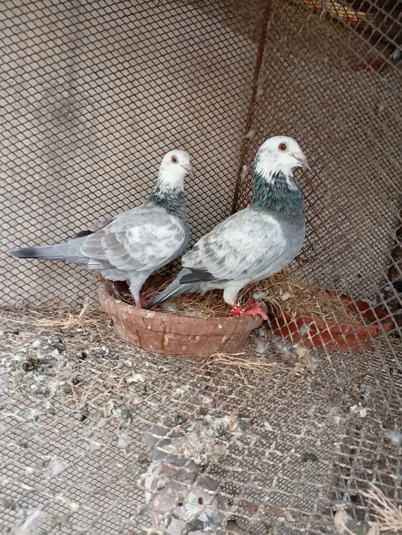 ye piar hin sel keliye — photo 3