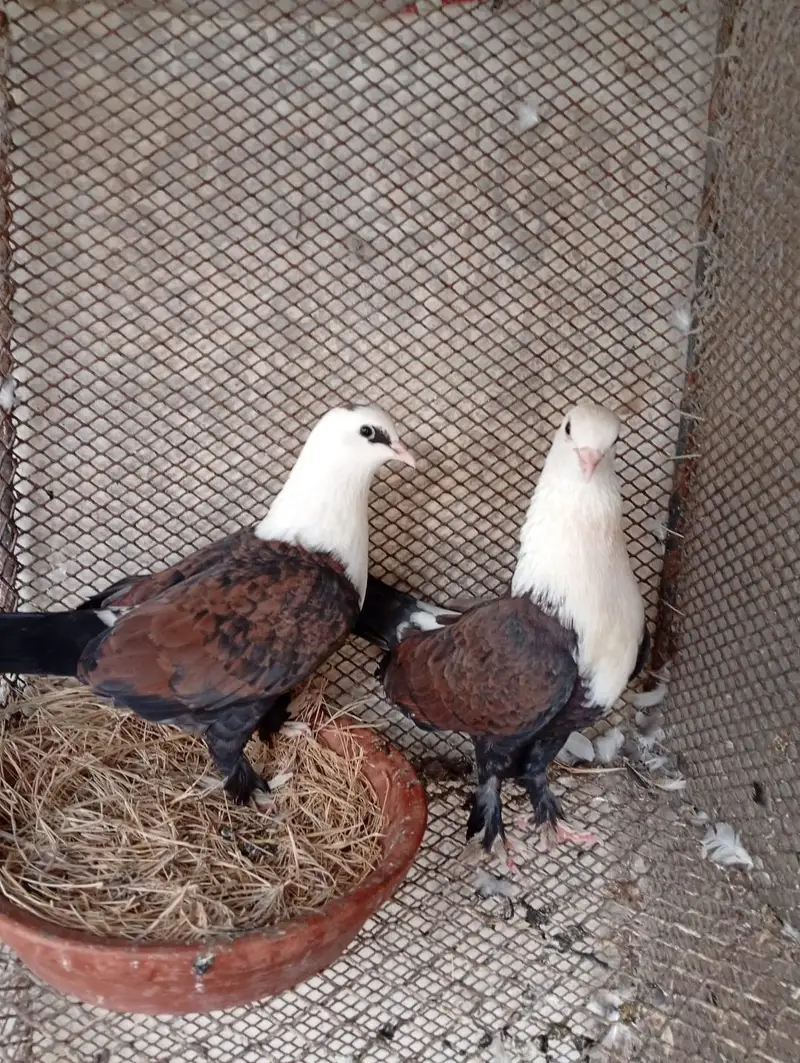 ye piar hin sel keliye — photo 10