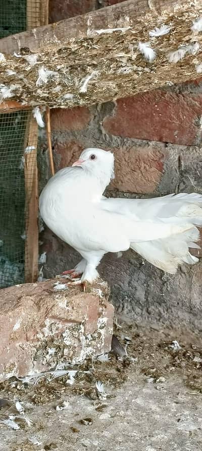 lakky Kabutar