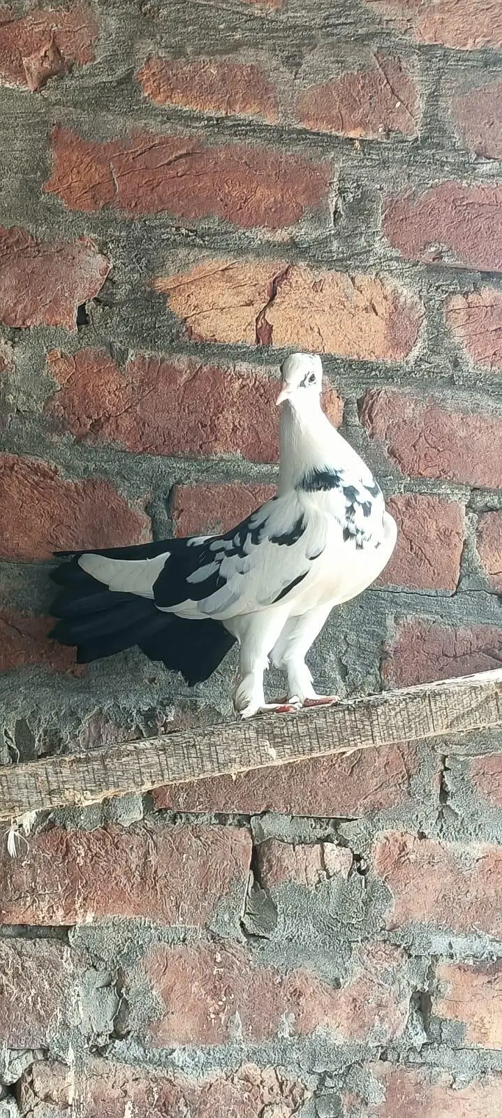 lakky Kabutar — photo 8