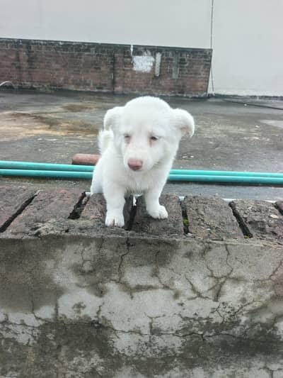 male for sale