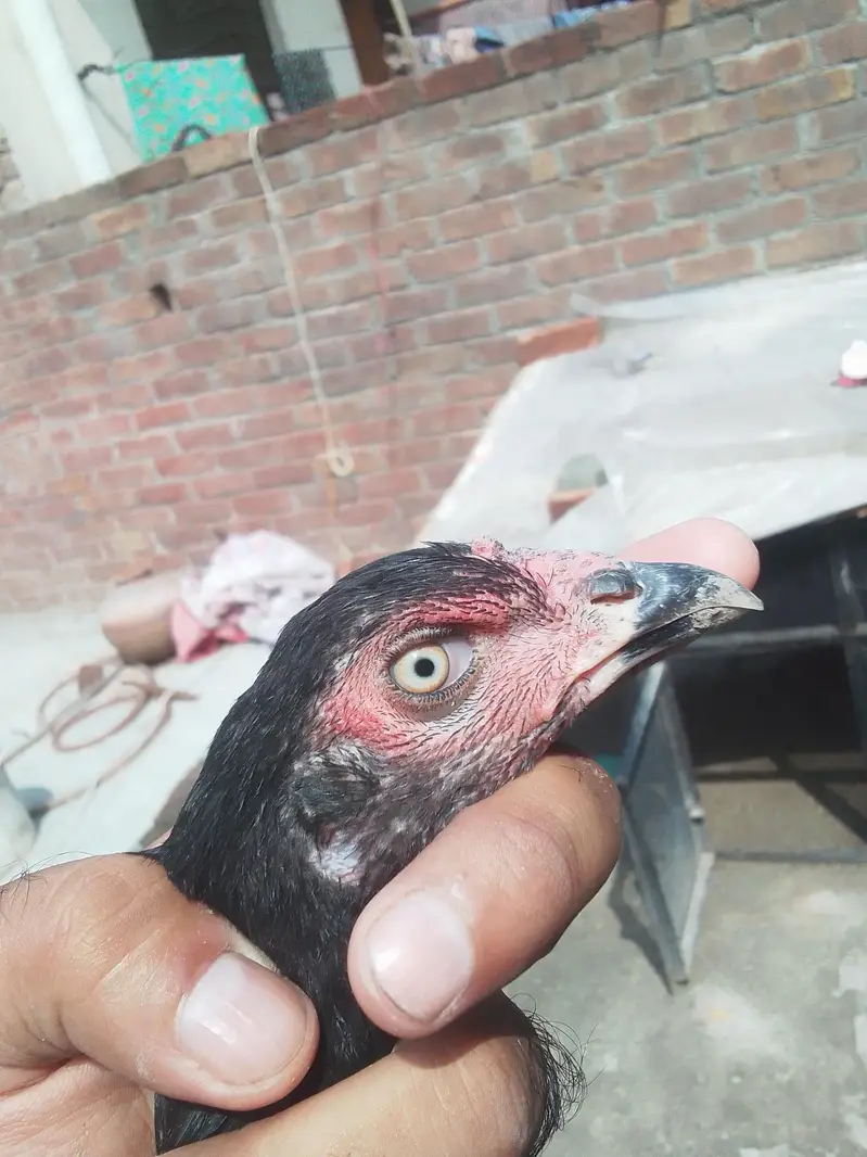 Aseel chicks Pathy pathiyan — photo 2
