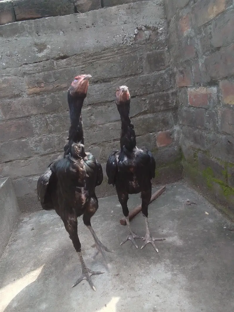 Aseel chicks Pathy pathiyan — photo 3