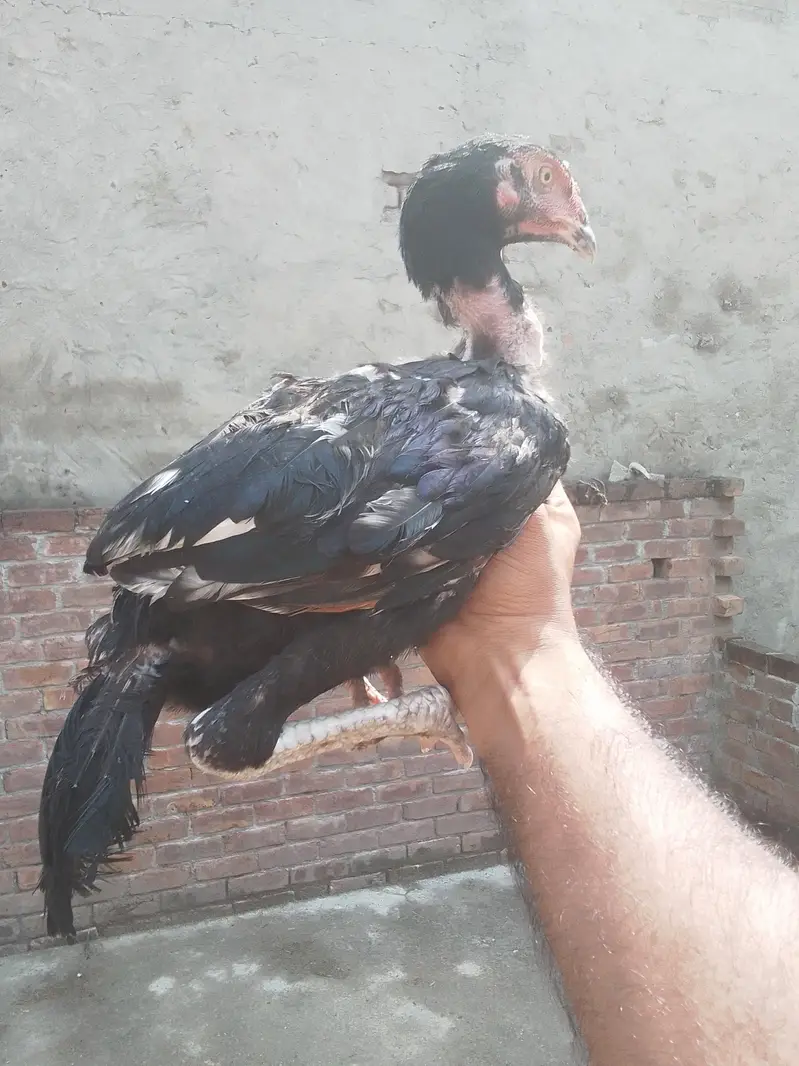Aseel chicks Pathy pathiyan — photo 4