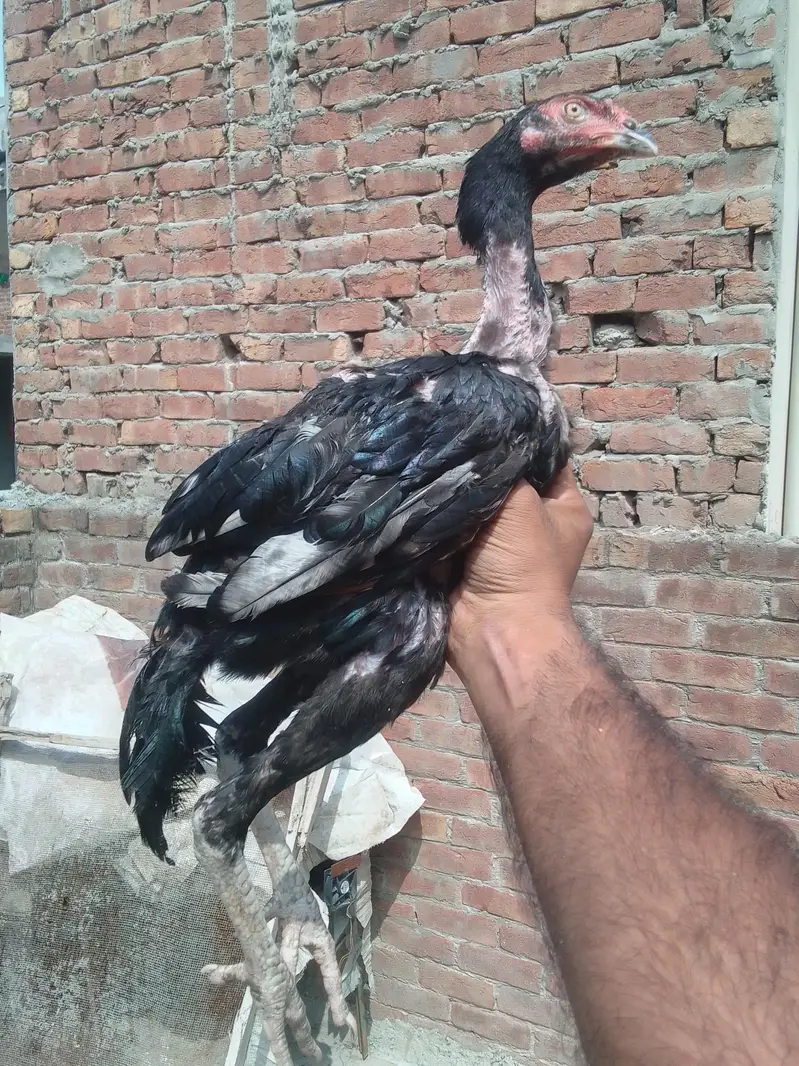 Aseel chicks Pathy pathiyan — photo 5