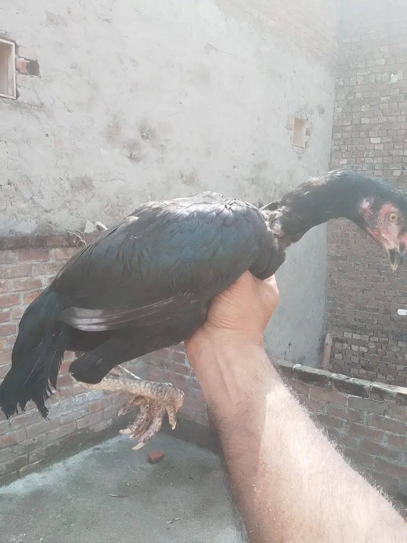Aseel chicks Pathy pathiyan — photo 6