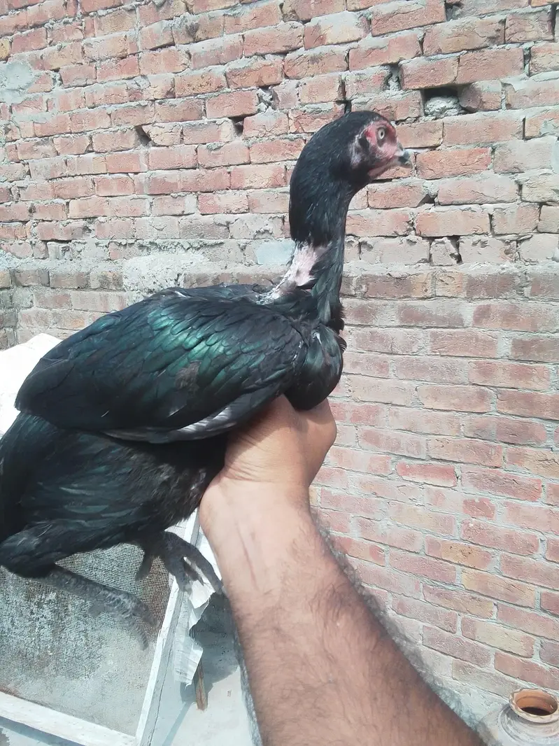 Aseel chicks Pathy pathiyan — photo 7