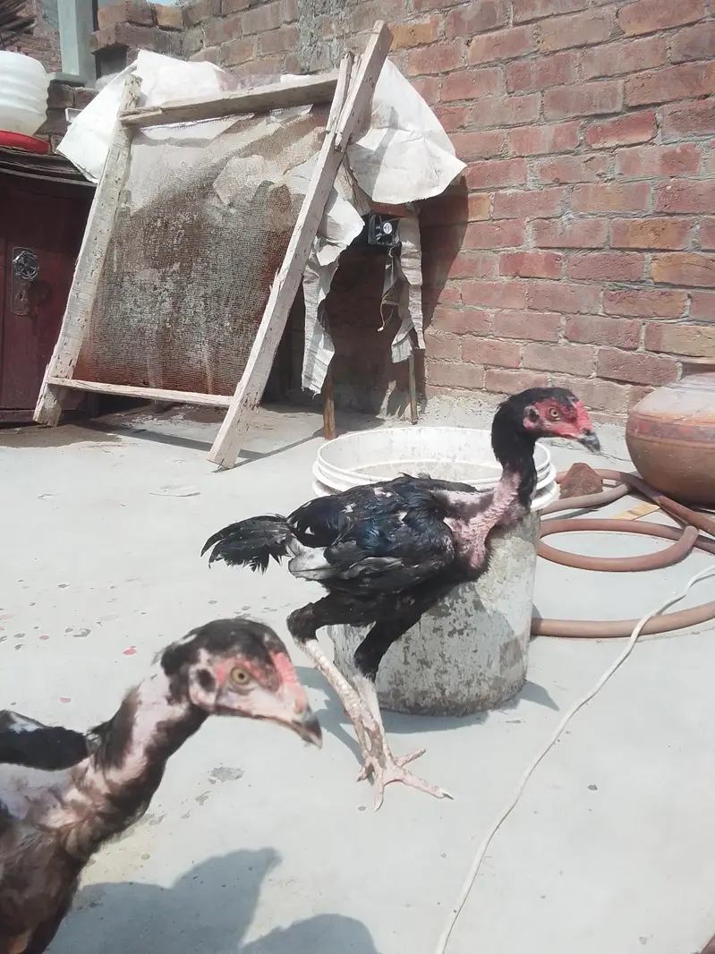 Aseel chicks Pathy pathiyan — photo 8