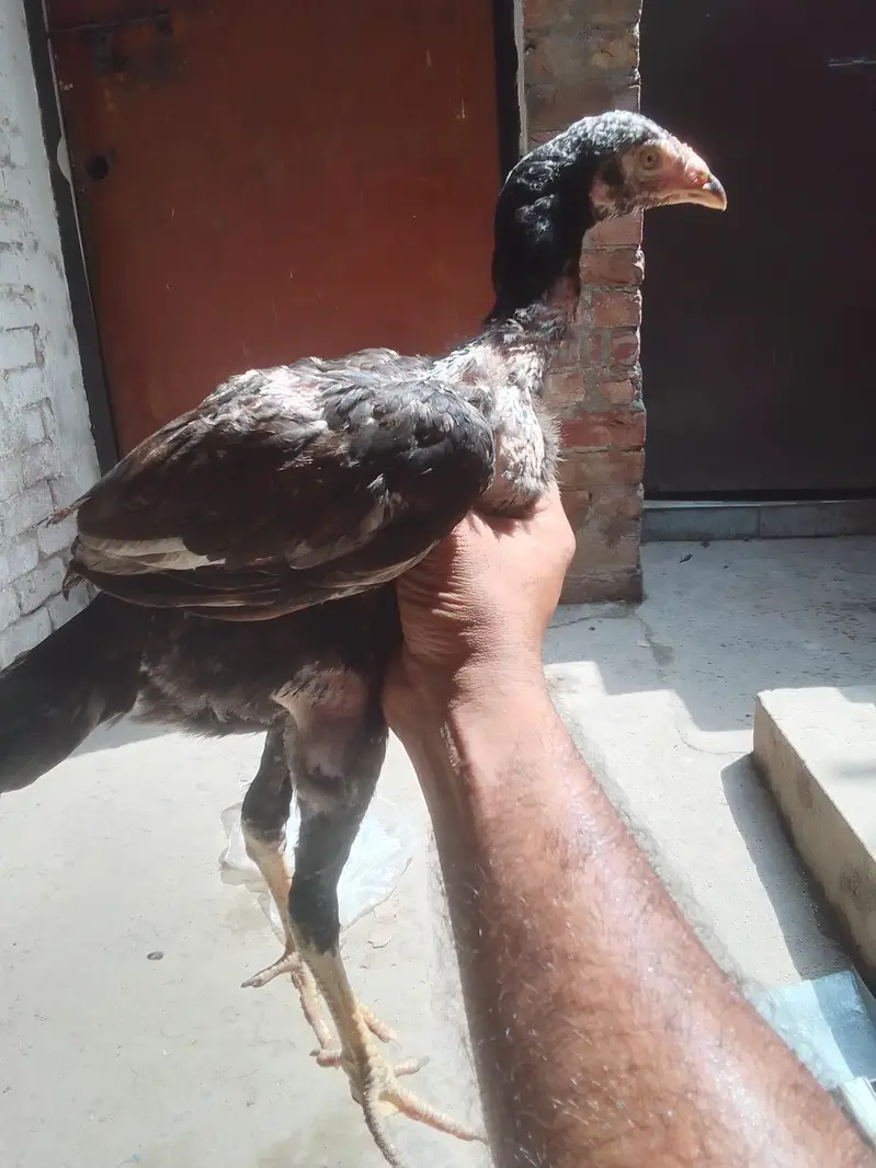Aseel chicks Pathy pathiyan — photo 9