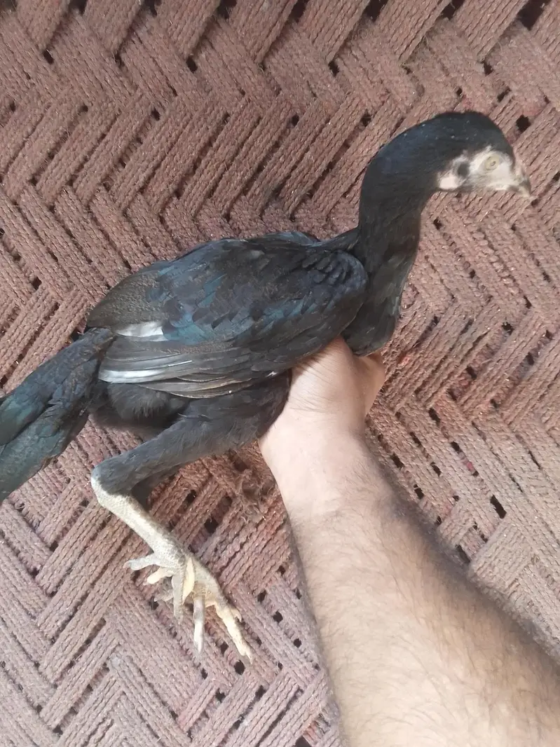 Aseel chicks Pathy pathiyan — photo 10