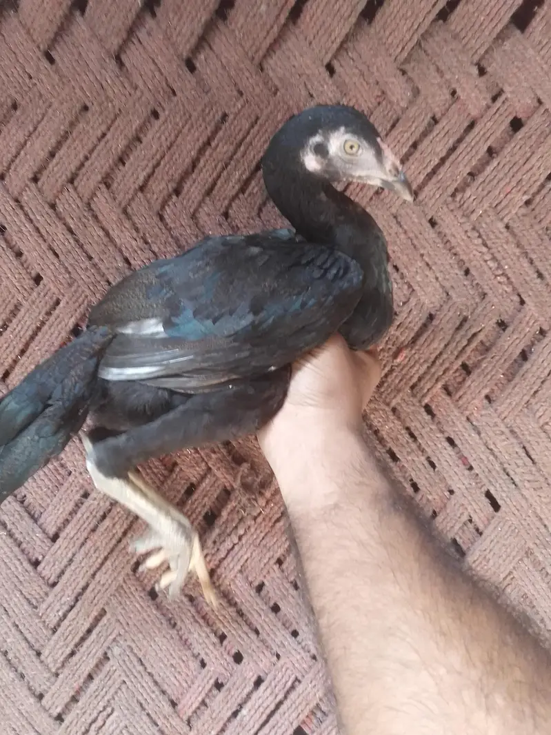 Aseel chicks Pathy pathiyan — photo 11
