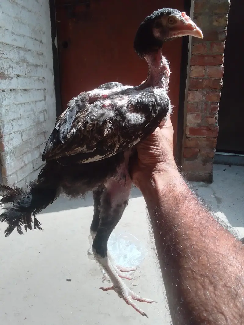 Aseel chicks Pathy pathiyan — photo 12