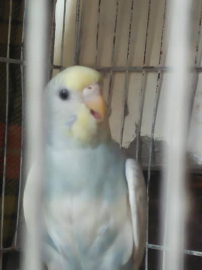budgie