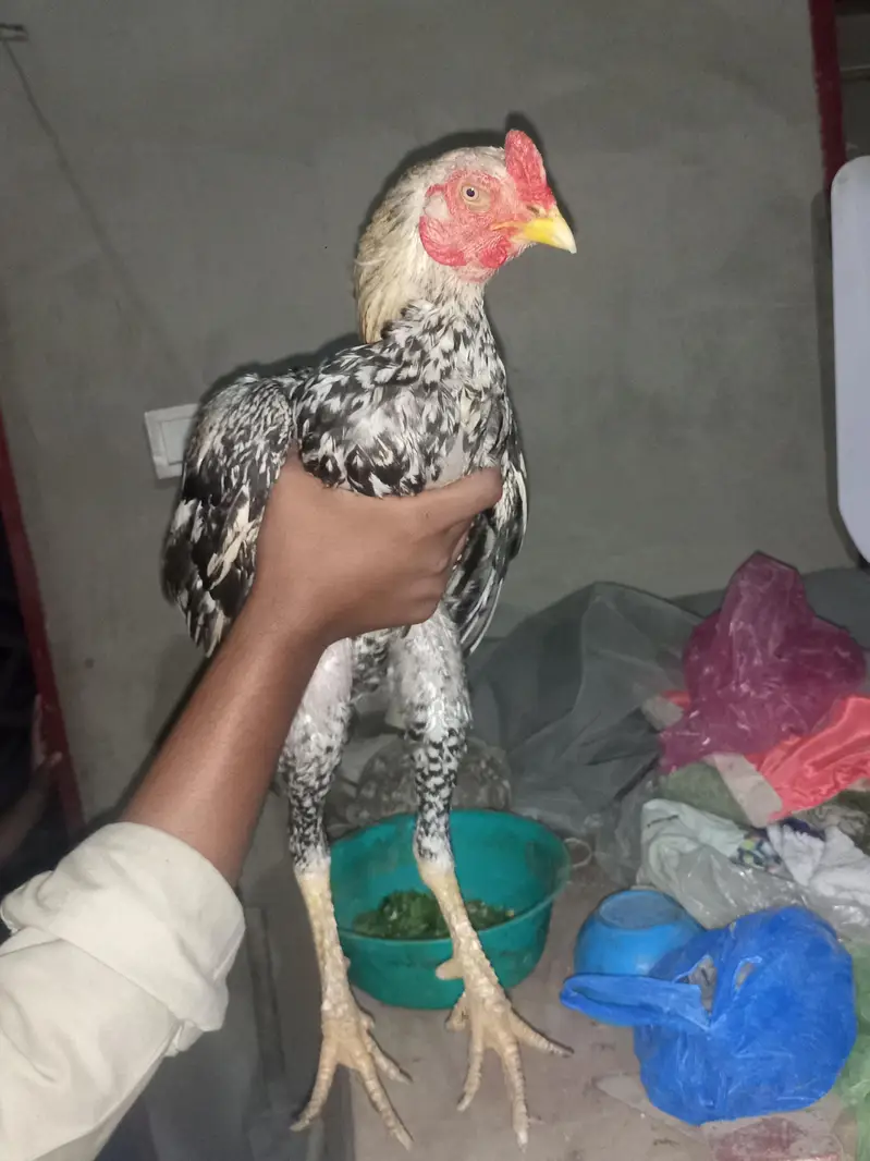 Aseel patha or Misri Murga For sale — photo 4