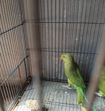 Pair for sale
