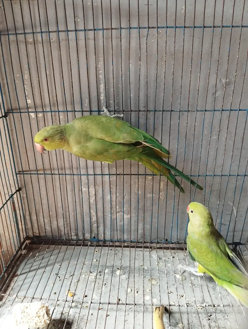 Pair for sale — photo 2