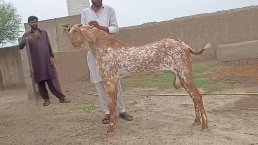Makkah Chini Bakra Urgent For Sale/ 03247915246