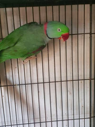 raw breeder pair 03074077676