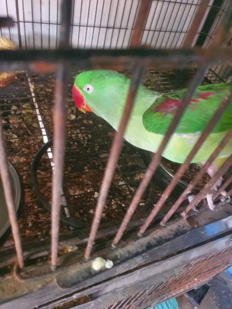 raw breeder pair 03074077676 — photo 6