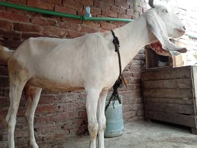 pregnant goat urgant for sale 