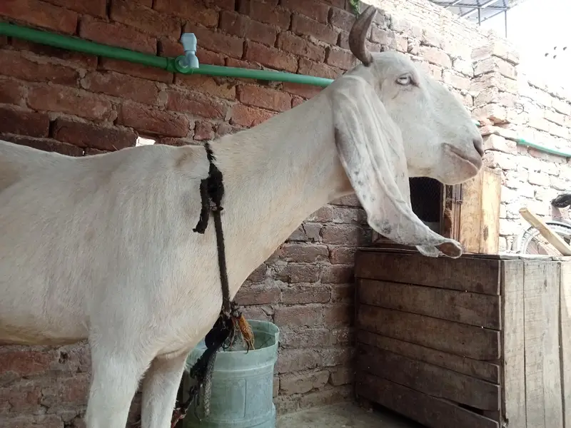 pure rajanpuri Goat (Ghaban)for sale High quality and healthy — photo 2