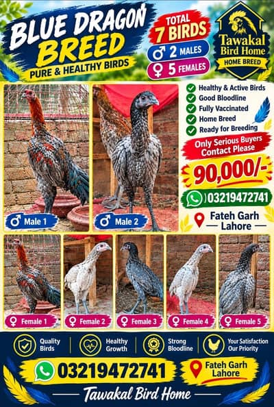 ASEEL blieon/aseel dragonASEEL/Blue black dragon/Dragon ASEEL IMPORTED