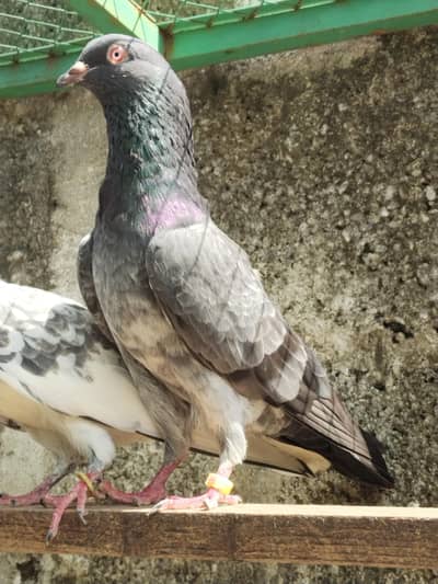 Quality breeder pigeon