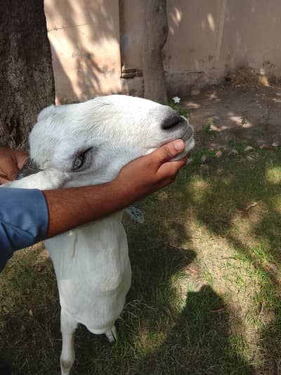 Beetal and Rajanpori cross breed for urgent sale