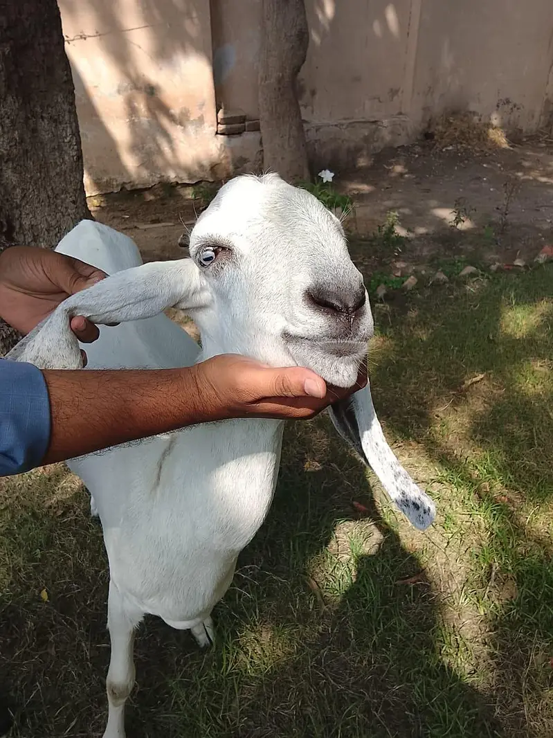 Beetal and Rajanpori cross breed for urgent sale — photo 2