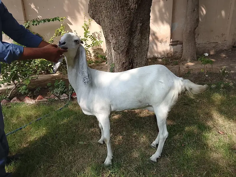 Beetal and Rajanpori cross breed for urgent sale — photo 3