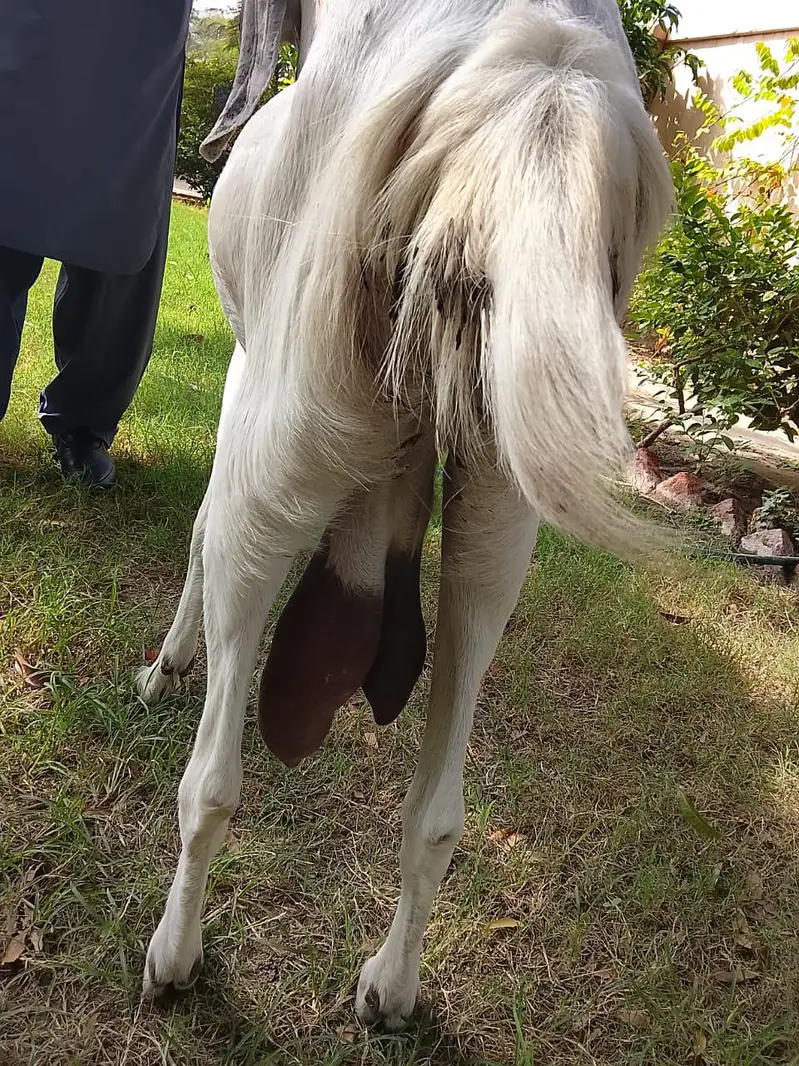 Beetal and Rajanpori cross breed for urgent sale — photo 4