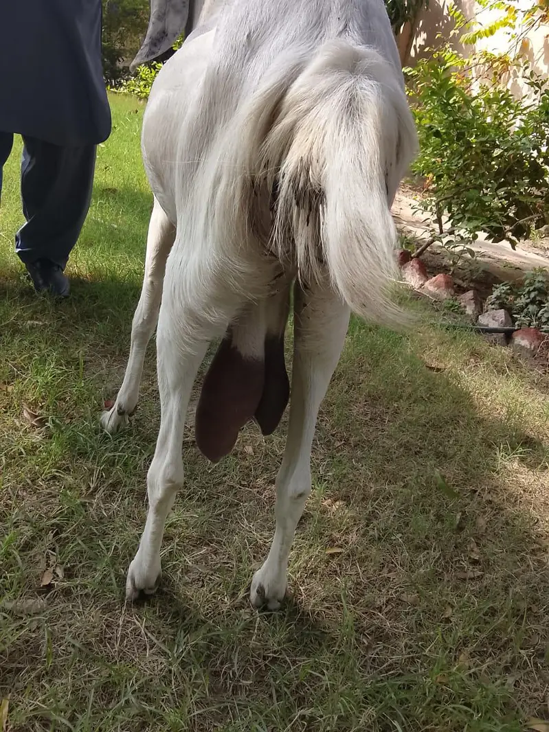 Beetal and Rajanpori cross breed for urgent sale — photo 5