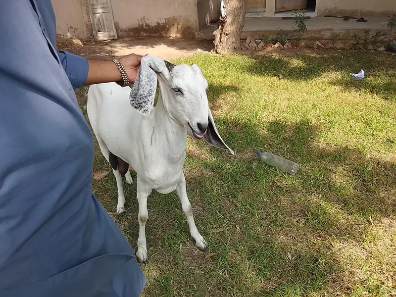 Beetal and Rajanpori cross breed for urgent sale — photo 6