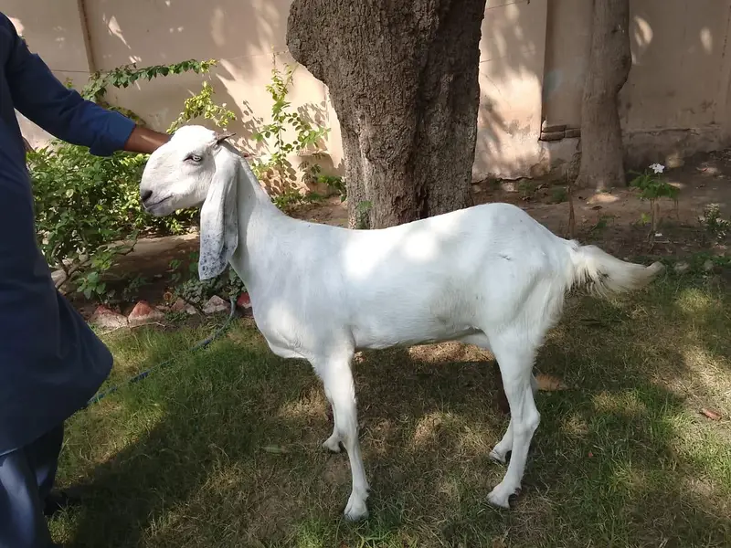 Beetal and Rajanpori cross breed for urgent sale — photo 7