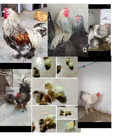 Fertile Eggs of Multiple Brahma Breeds