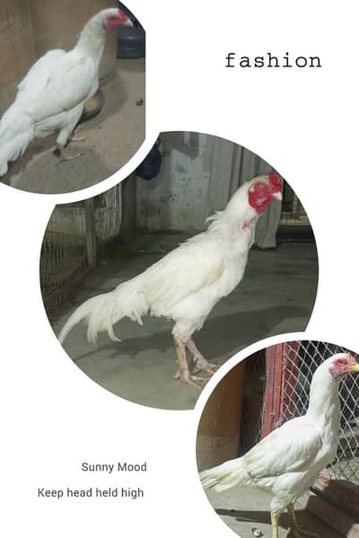khattak