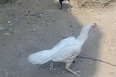 اصیل مرغی فار سیل