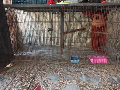 Bird Cage