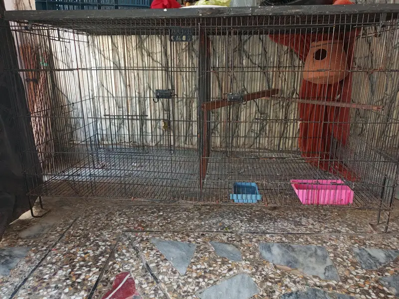 Bird Cage — photo 2