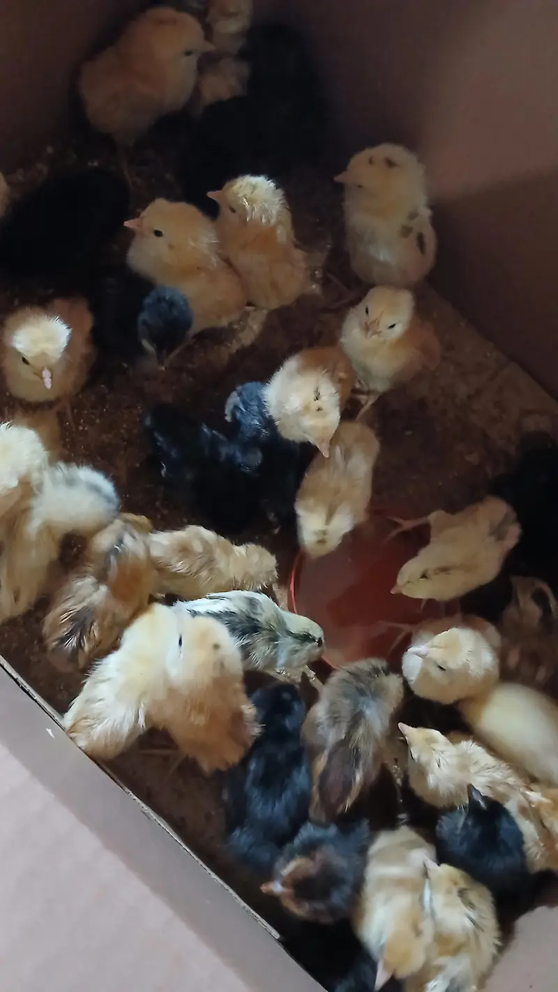 golden misri chicks available for sale available — photo 2