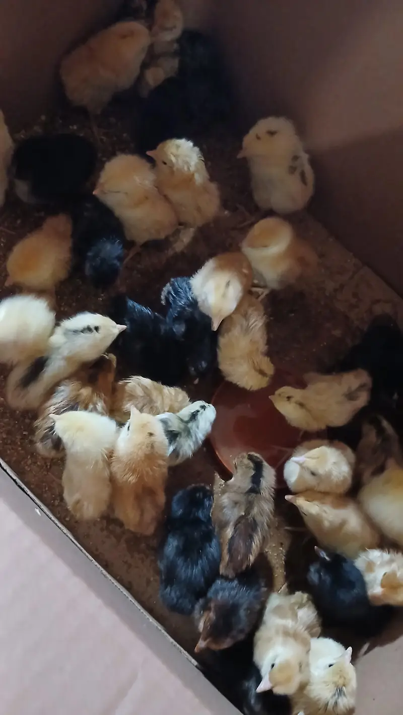 golden misri chicks available for sale available — photo 3
