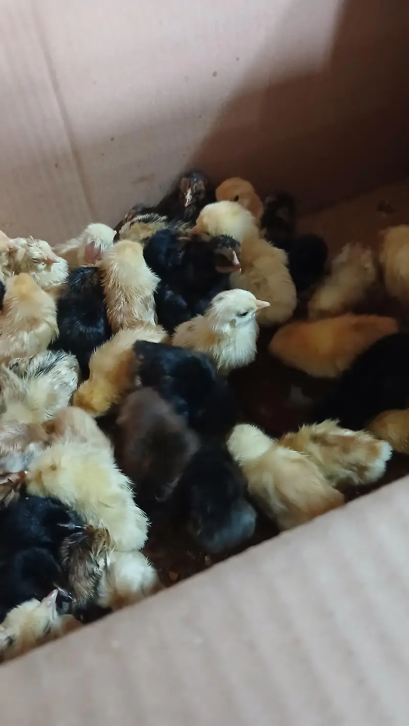 golden misri chicks available for sale available — photo 4