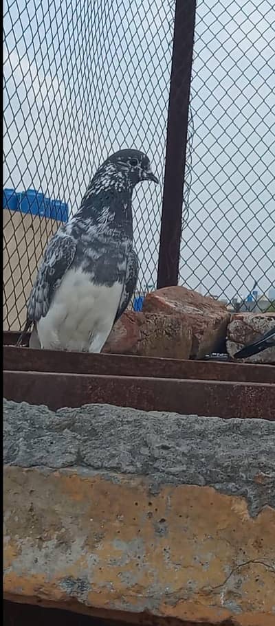 Ababeel chapra kabuter mazboot kabuter ha bachy b urata ha