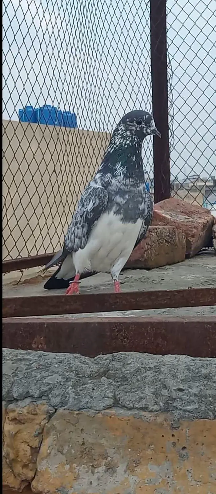 Ababeel chapra kabuter mazboot kabuter ha bachy b urata ha — photo 2