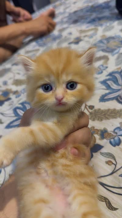 persion cat one month