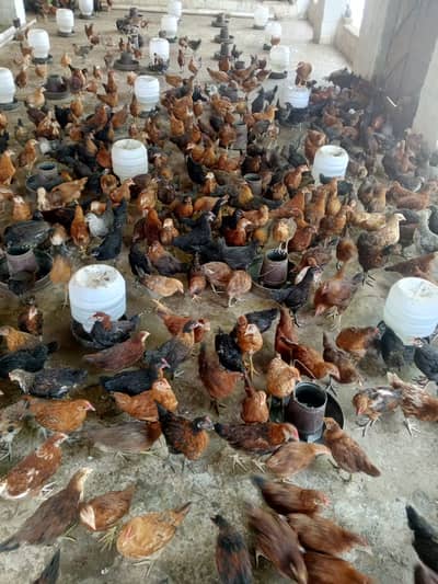 Healthy Golden Misri Chicks Available