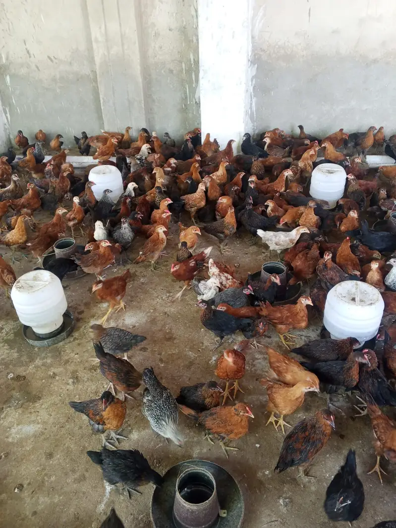 Healthy Golden Misri Chicks Available — photo 2